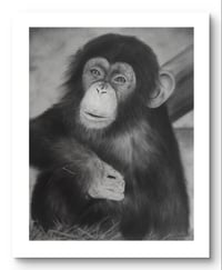 Giclee print “A friendly chimp” 2021