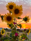 Sunflowers and Sunrise - Peach Heart - Black Ladies T-shirt