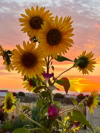 Image 6 of Sunflowers and Sunrise - Peach Heart - Black Ladies T-shirt