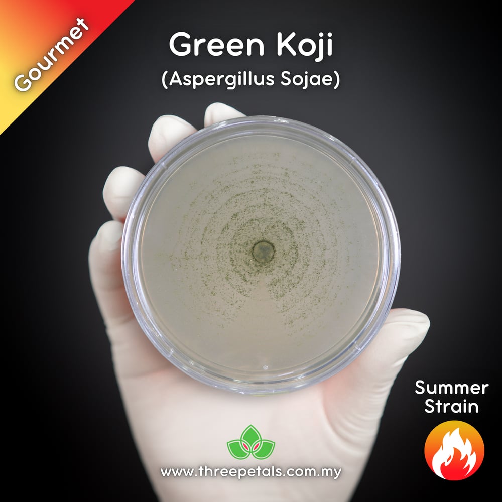 Green Koji Mold (Aspergillus Sojae) Live Mycelium Mushroom Culture Spawn Seed
