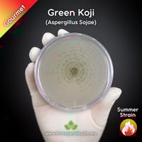 Image 1 of Green Koji Mold (Aspergillus Sojae) Live Mycelium Mushroom Culture Spawn Seed