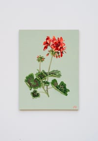 Image 1 of Geranium On Alcove Green