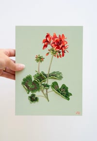 Image 2 of Geranium On Alcove Green