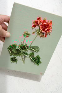 Image 4 of Geranium On Alcove Green