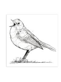 BIRD CALLING B