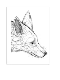 FOXHEAD 5
