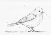 BIRDING 5