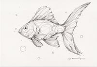 FISH 7