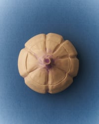 Image 1 of Garlic Box 
