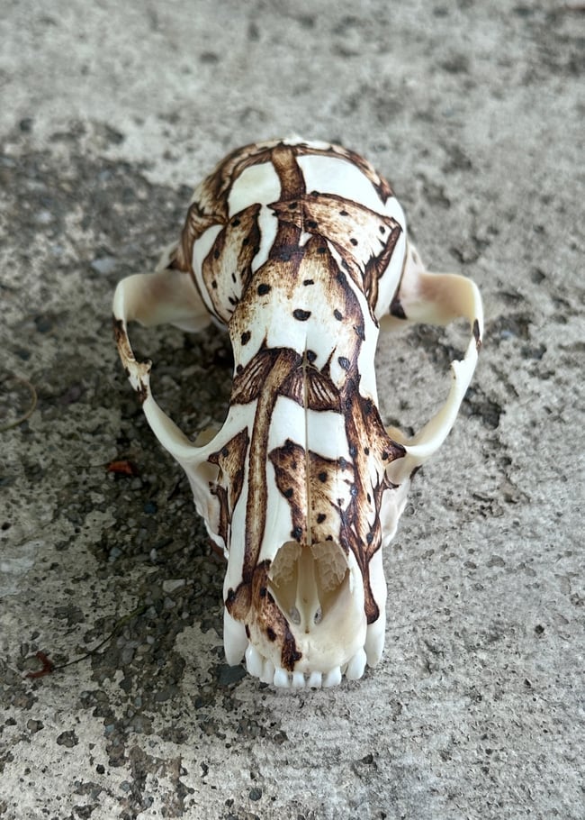 Fungi Skull