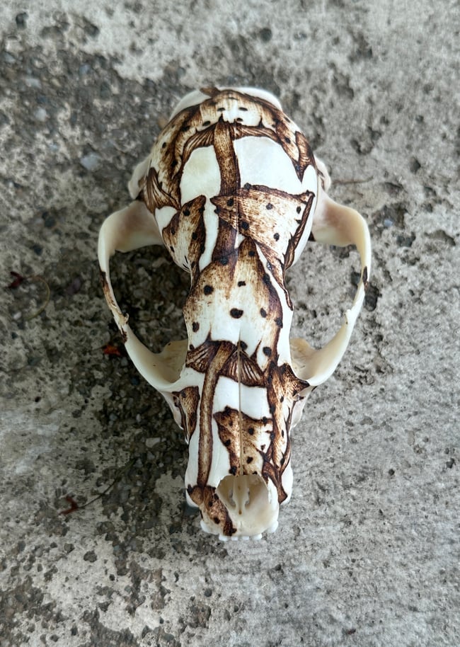 Fungi Skull