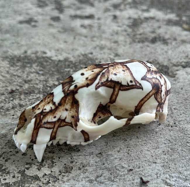 Fungi Skull