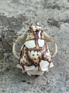 Fungi Skull