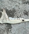 Arachne Jaw