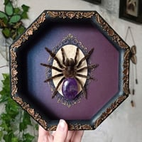 Image 1 of Framed tarantula with amethyst abdomen