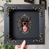Image 1 of Mexican Flame Knee Tarantula