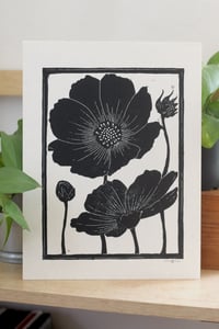 cosmos