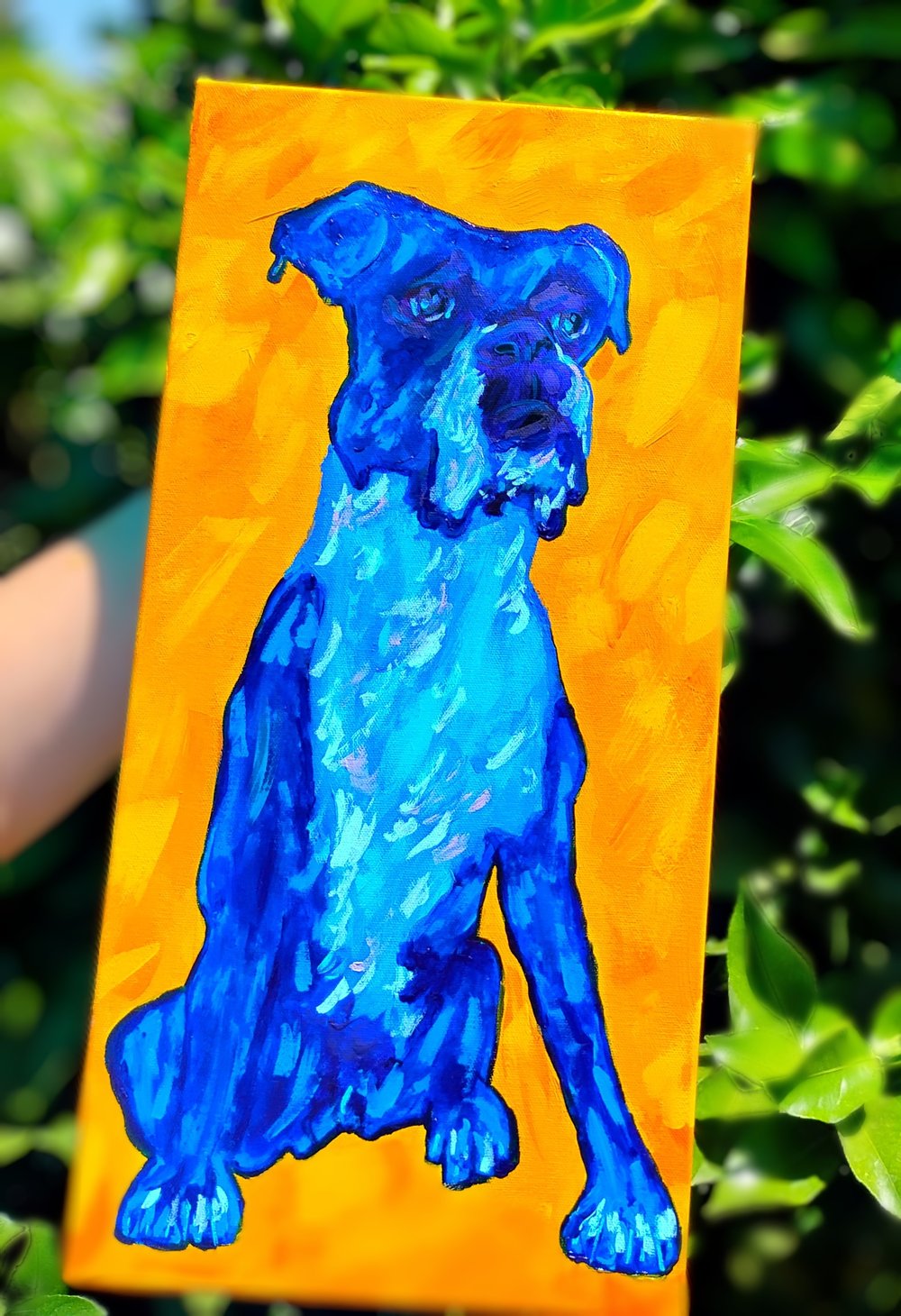 Blue Boxer Sitting On Yellow 10x20