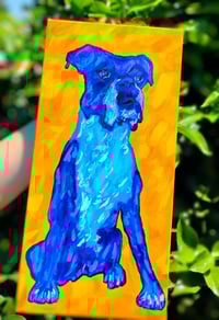 Image 4 of Blue Boxer Sitting On Yellow 