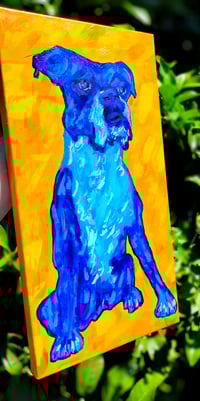 Image 3 of Blue Boxer Sitting On Yellow 