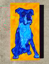 Image 1 of Blue Boxer Sitting On Yellow 
