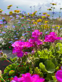 Image 6 of Geraniums and Wildflowers - Pink Heart - Black Ladies T-shirt
