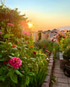 Sunrise Cottage Garden - 12” X 18” Canvas Print  