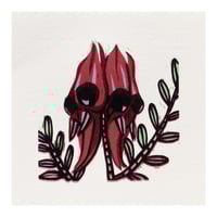 Image 1 of Sturt's Desert Pea