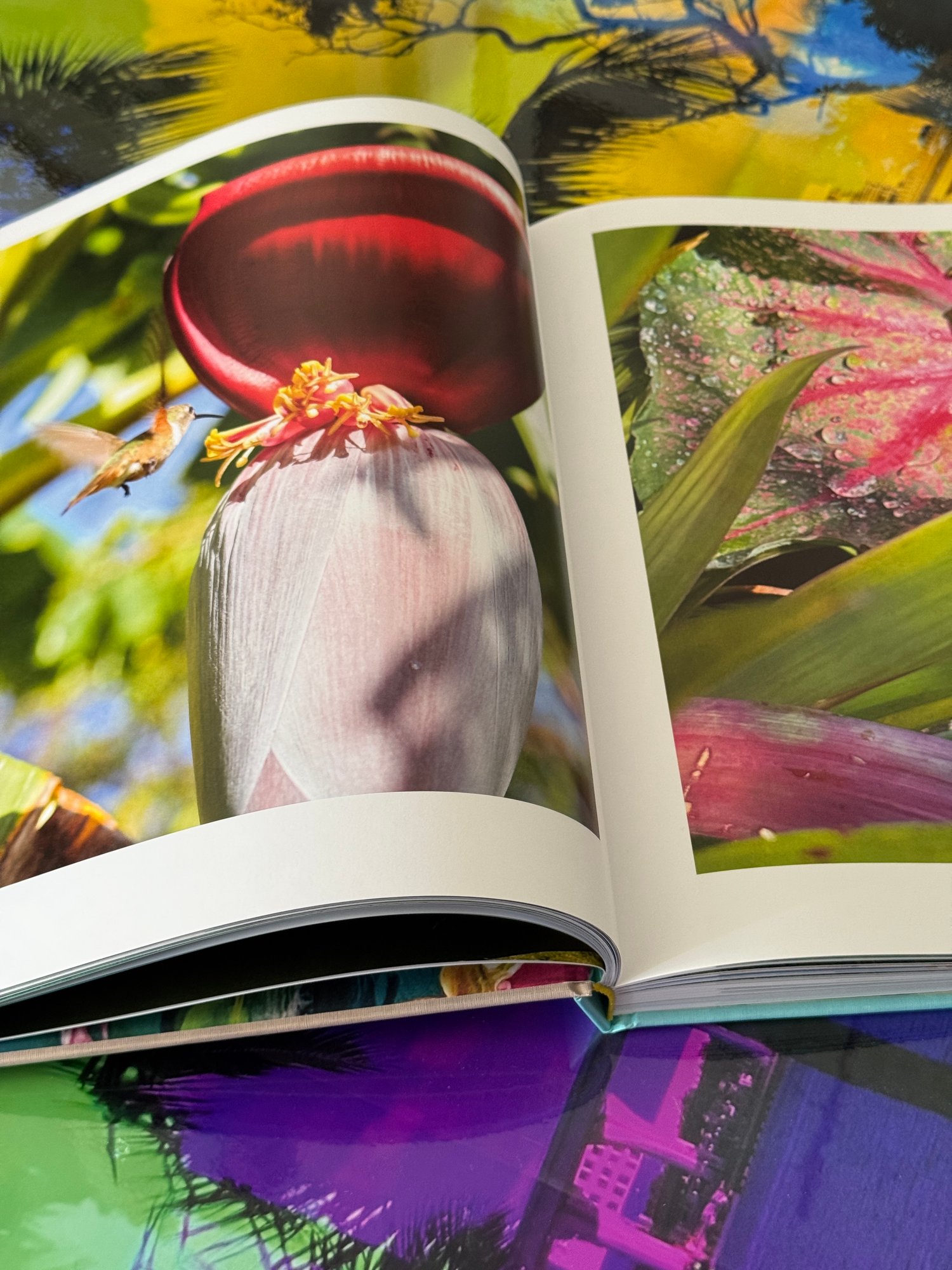 Image of ELEUTHERA - The Shores of Freedom