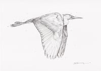 FLY HERON