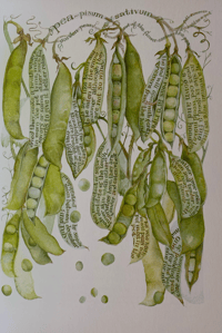Image 2 of In and Out of The Garden by Sarah Midda
