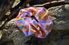 Bubble ‘O’ Bill Scrunchy