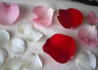 Image 3 of Medium drying cards for pressed flowers
