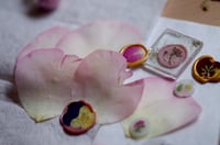 Image 5 of Medium drying cards for pressed flowers