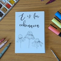 Image 1 of Paint your own greeting card - Echinacea