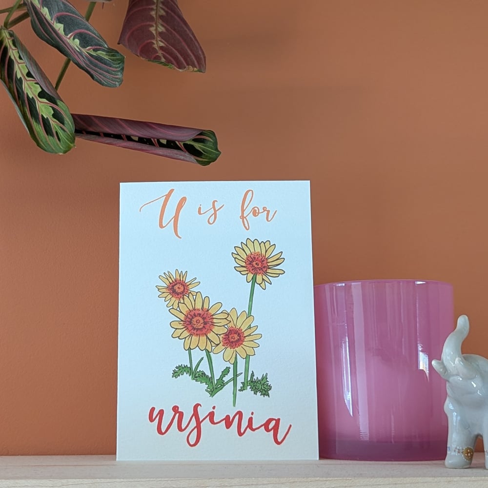 Image of Ursinia greeting card