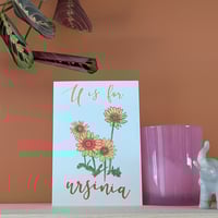 Image 1 of Ursinia greeting card
