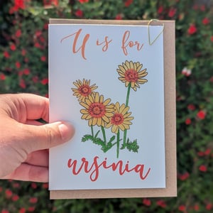 Image of Ursinia greeting card