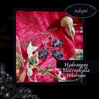 Image 1 of ☽ Hydrangea Hibernum ☾