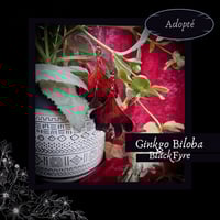 Image 1 of ☽ Ginkgo BlackFyre ☾