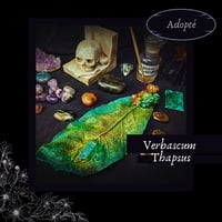 Image 1 of 🜧 Verbascum Flora 🜧 
