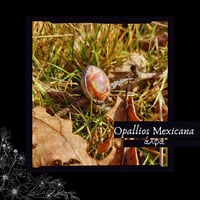 Image 1 of ☽ Opallios Mexicana ☾