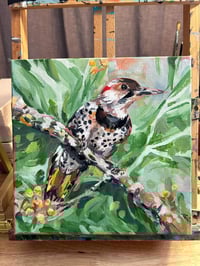 Image 1 of Spotted & Dotted – Northern Flicker painting