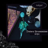 Image 2 of ☽ Datura Stramonium ☾