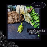 Image 2 of ☽ Humulus Flora ☾