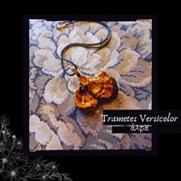 Image 1 of ☽ Trametes Versicolor ☾