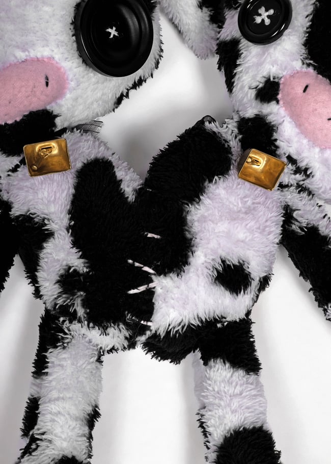 Conjoined baby cows