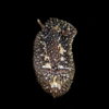 Onchidoris bilamellata | Art Prints