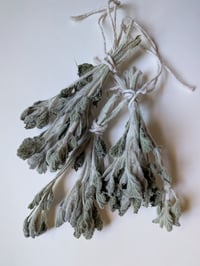 Horehound