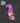 Yoruichi Peeker